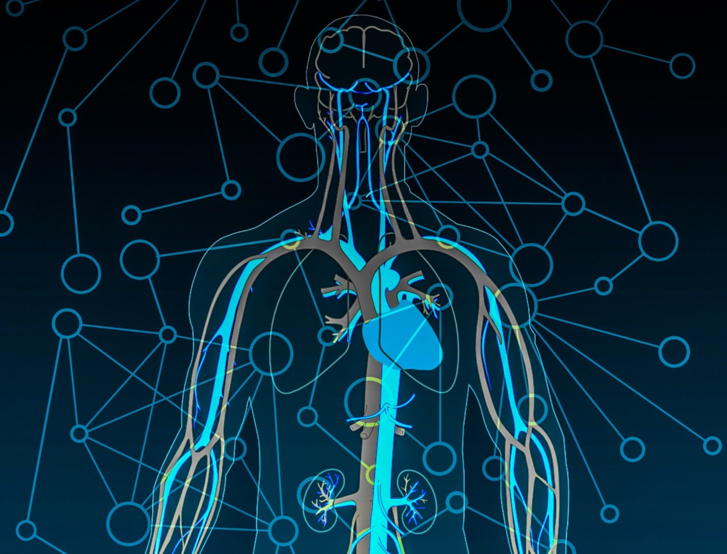 illustration av cirkulationssystemet i människokroppen, som ett nätverk.