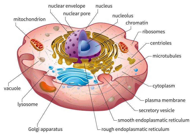 Illustration of the cell structure.