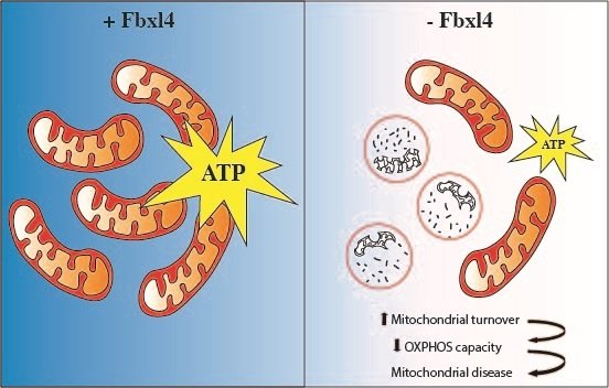 Illustration som visar hur frånvaron av FBXL4 leder till nedbrytning av mitokondrier, som i sin tur resulterar i minskad produktion av ATP (energi) och mitokondriesjukdom.