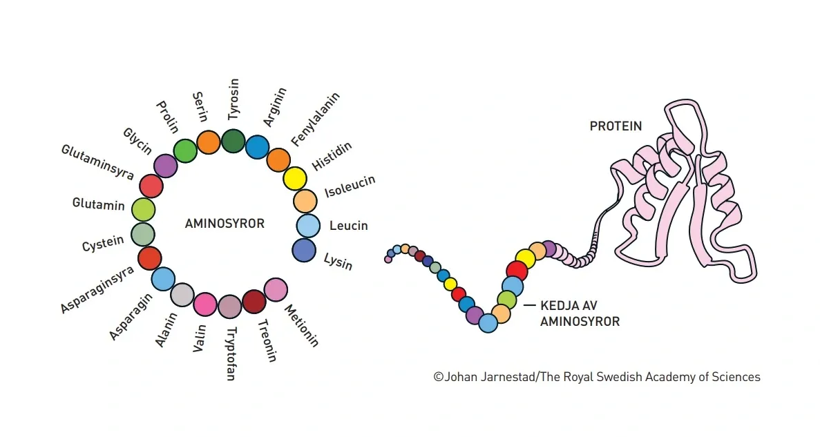 illustration av ett protein