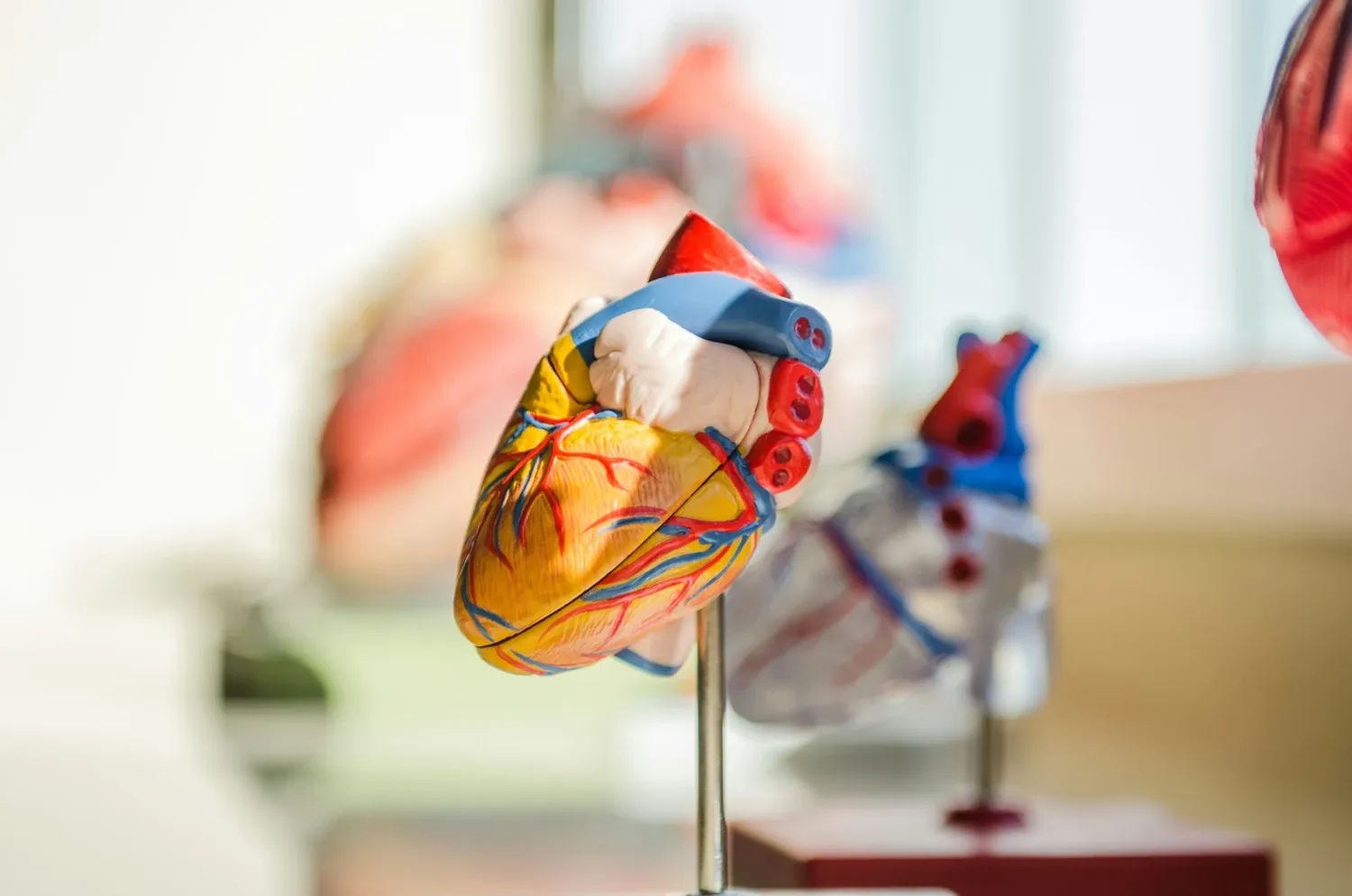 Modell på en metallpinne av ett anatomiskt hjärta.