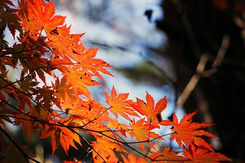 Löv i höstens färger