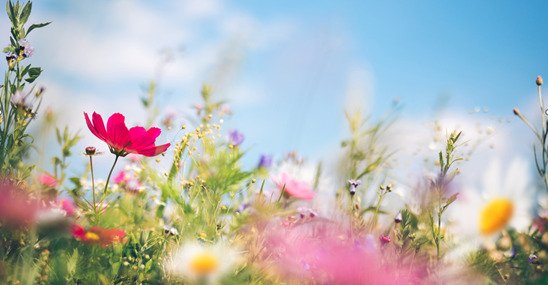 Sommaräng