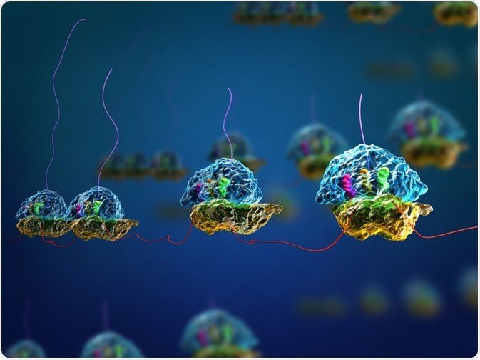 Ribosomes