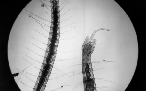 Vanlig sötvattensmask med en tentakel-likt utdragen huvudflik, bild tagen 1952.