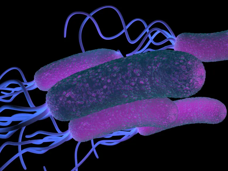 Helicobakter pylori - magsårsbakterier