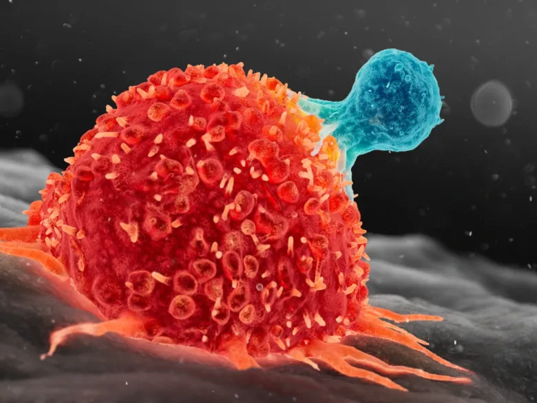 T-cell och cancercell