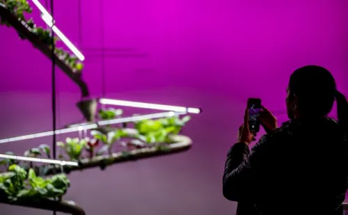 Woman standing and lookng at an indoor plant culture
