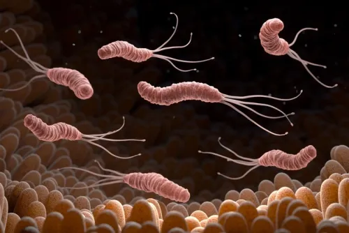 Helicobacter pylori bacteria in the stomach