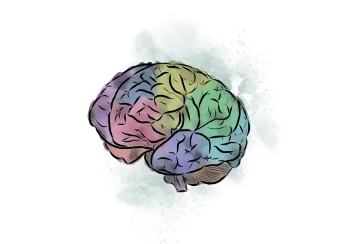 Picture of a brain