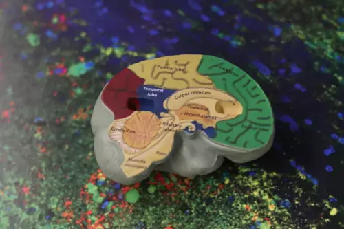 Brain model cut through showing different parts of the brain.