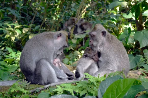 Lactating long-tailed macaque females nursing and caring for their young