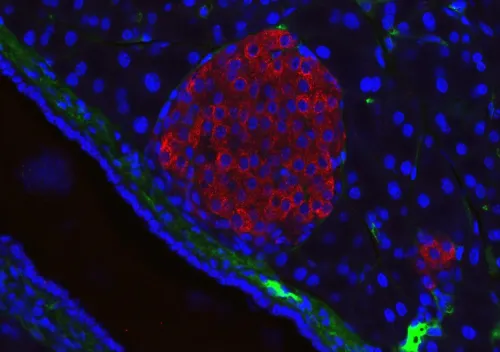 Visualised using immunofluorescent microscopy
