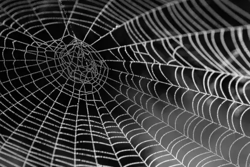 black and whit image of spider web