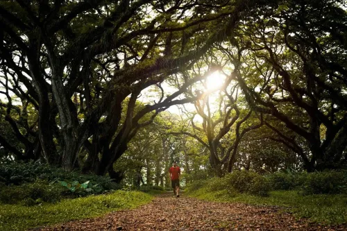 A man walks thrue a forest. The sun is shining.