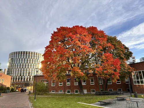 A big colourful tree in front of the aula on campus Solna