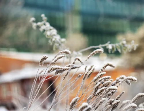 Winter landscape at Solna Campus