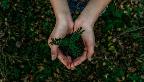 hands holding soil and a green plant