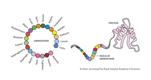 Illsutration of a protein