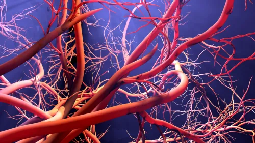 Close up of blood vessels.